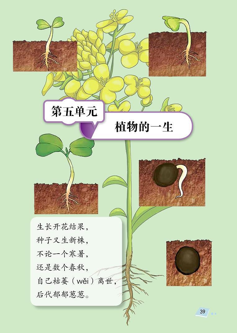 三年级下科学教学素材三年级科学下册第五单元植物的一生教材图片素材(pdf)(新版)湘科版_湘教版(2017秋) 教案01