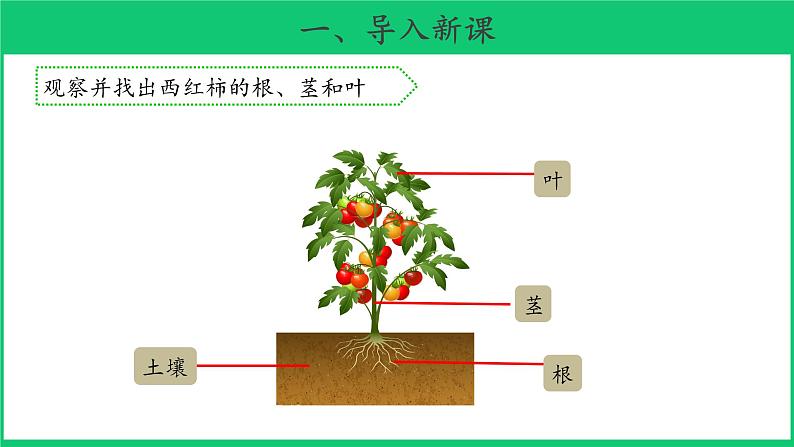 三年级下科学课件《石头上的植物》课件4_苏教版(2017秋)02