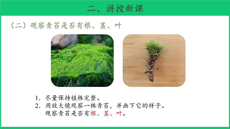 三年级下科学课件《石头上的植物》课件4_苏教版(2017秋)05