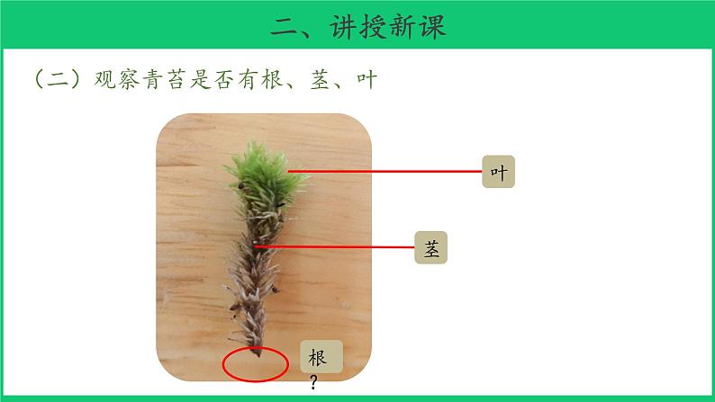 三年级下科学课件《石头上的植物》课件4_苏教版(2017秋)06