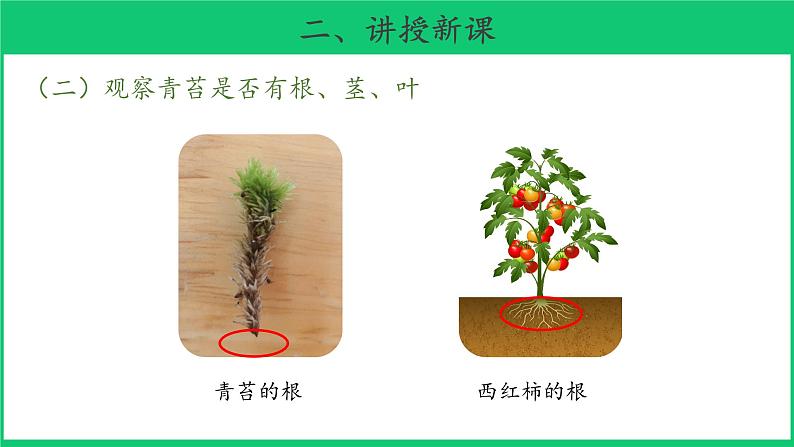 三年级下科学课件《石头上的植物》课件4_苏教版(2017秋)07