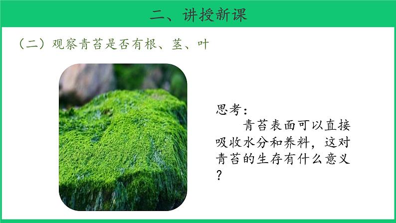 三年级下科学课件《石头上的植物》课件4_苏教版(2017秋)08