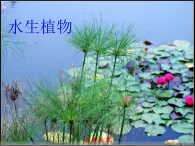 三年级科学上册1.4《水生植物》课件（4）教科版