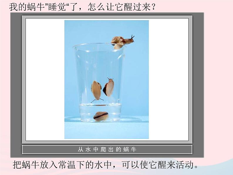 三年级科学上册2.3《蜗牛二》课件(3)教科版03