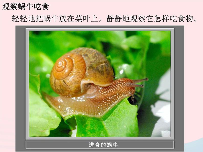 三年级科学上册2.3《蜗牛二》课件(3)教科版04