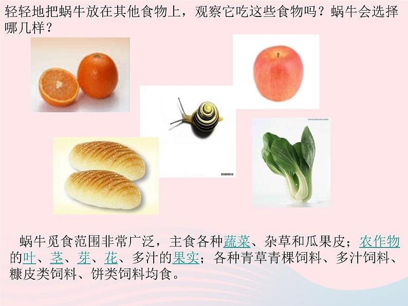 三年级科学上册2.3《蜗牛二》课件(3)教科版05