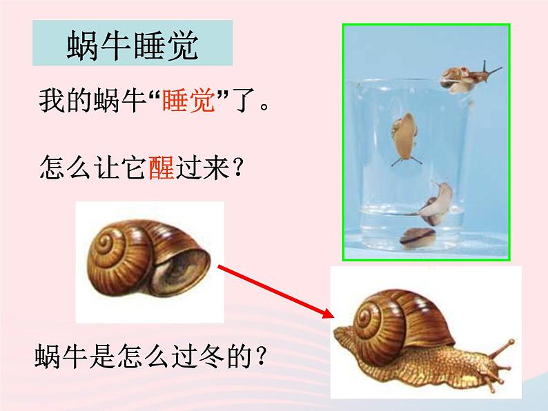 三年级科学上册2.3《蜗牛二》课件(2)教科版第3页