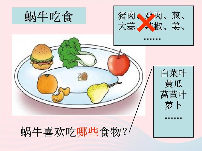 三年级科学上册2.3《蜗牛二》课件(2)教科版第4页