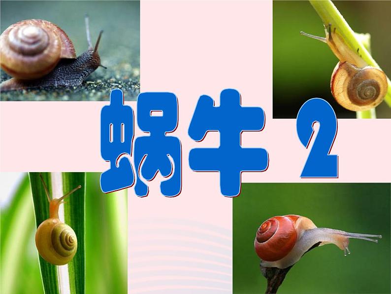 三年级科学上册2.3《蜗牛二》课件(4)教科版第1页