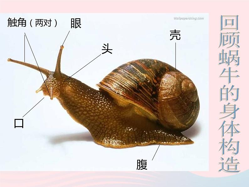 三年级科学上册2.3《蜗牛二》课件(4)教科版第2页