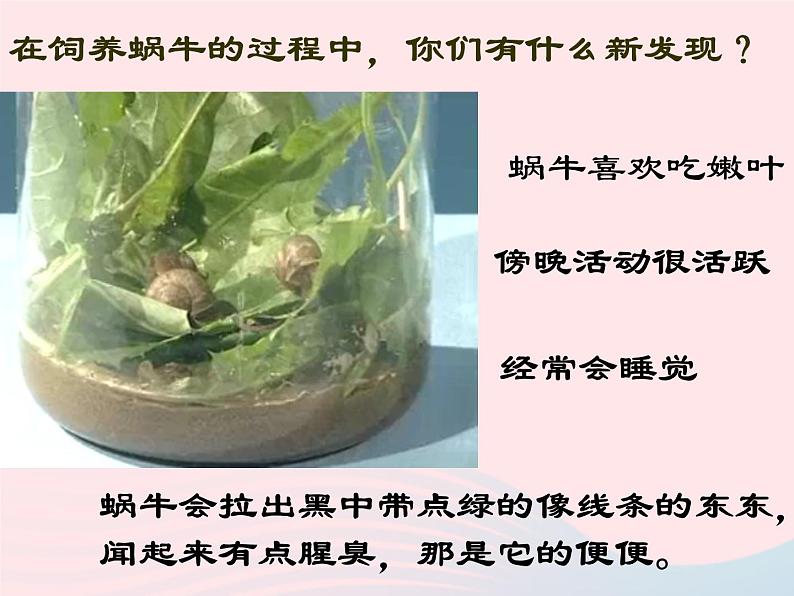 三年级科学上册2.3《蜗牛二》课件(4)教科版第3页