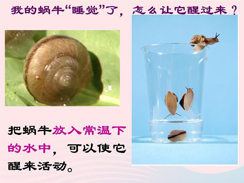 三年级科学上册2.3《蜗牛二》课件(4)教科版第4页