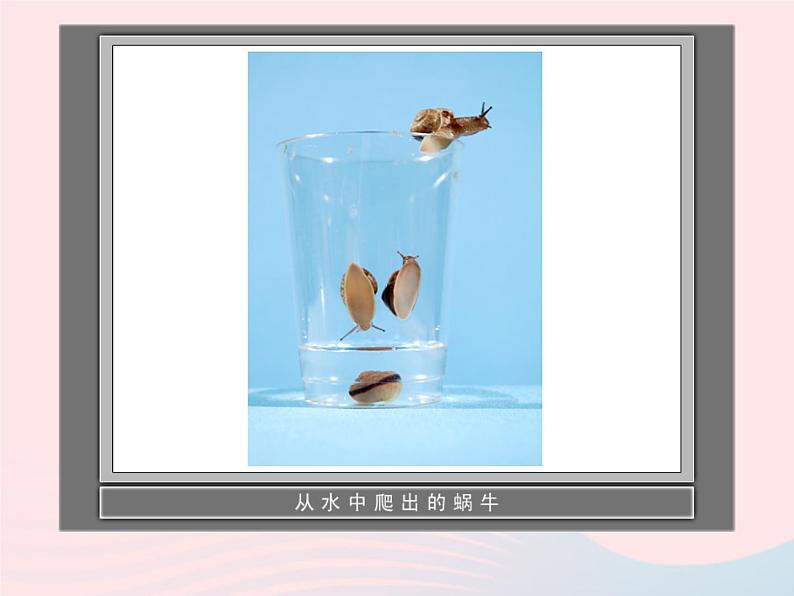 三年级科学上册2.3《蜗牛二》课件(4)教科版第5页