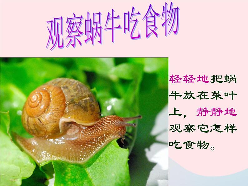 三年级科学上册2.3《蜗牛二》课件(4)教科版第6页