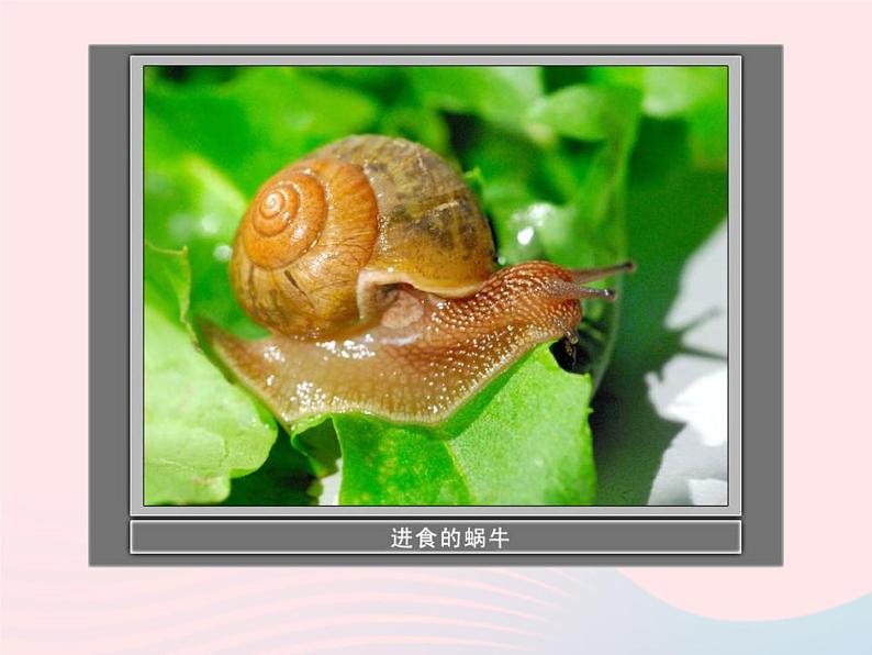 三年级科学上册2.3《蜗牛二》课件(4)教科版第7页