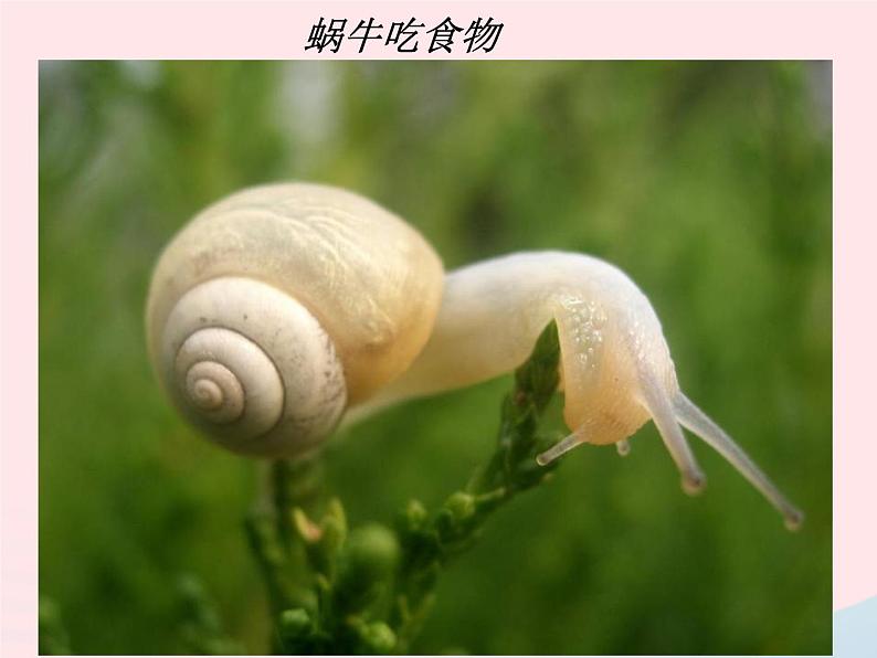 三年级科学上册2.3《蜗牛二》课件(4)教科版第8页