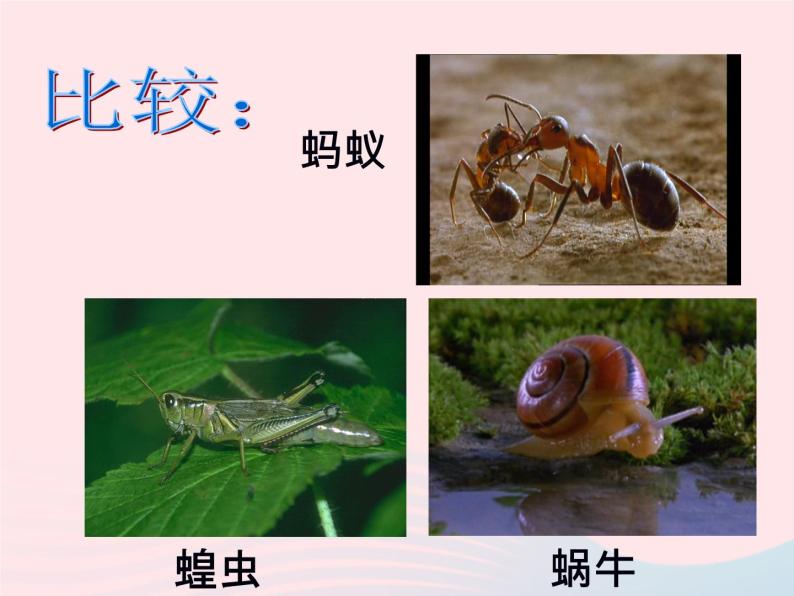 小学科学教科版三年级上册动物5,蚂蚁教课内容ppt课件