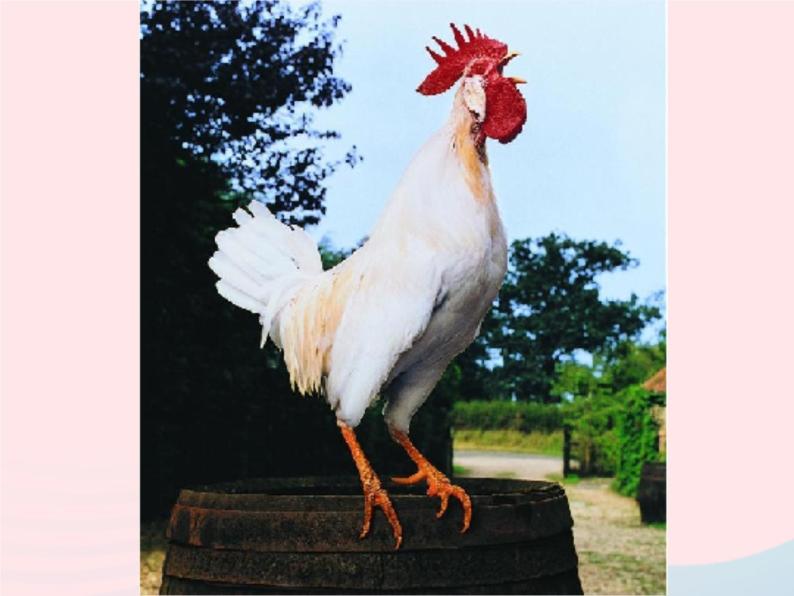 三年级科学上册第四单元家养小动物第19课《鸡》课件（1）鄂教版04