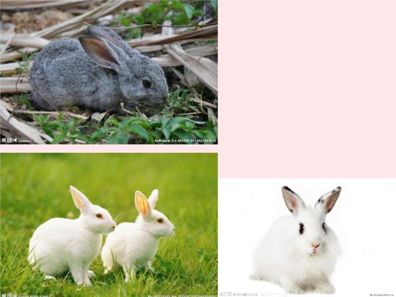 三年级科学上册第四单元家养小动物第22课《兔与猫》课件（1）鄂教版03