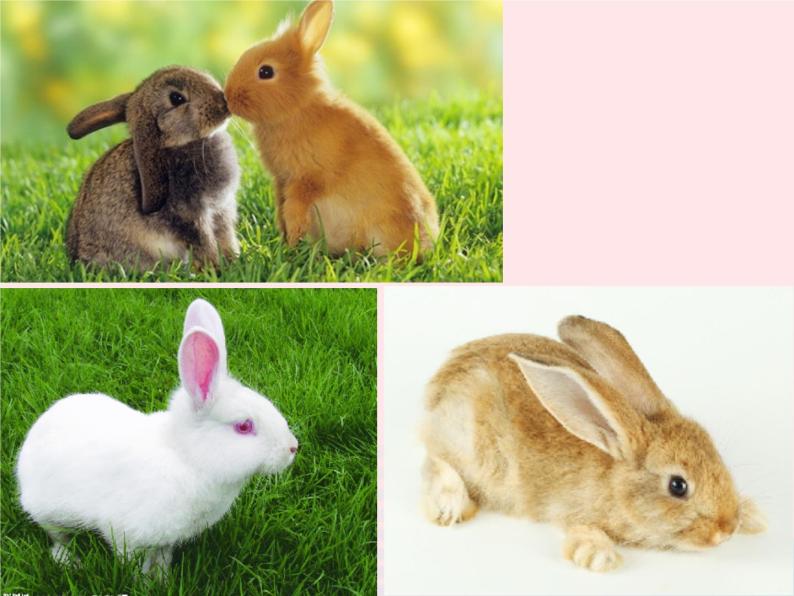 三年级科学上册第四单元家养小动物第22课《兔与猫》课件（1）鄂教版04