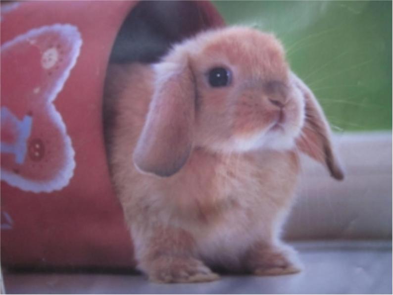 三年级科学上册第四单元家养小动物第22课《兔与猫》课件（1）鄂教版05