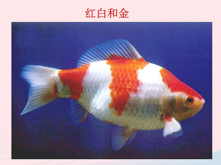 三年級(jí)科學(xué)上冊(cè)2.6《金魚》課件（5）教科版第4頁
