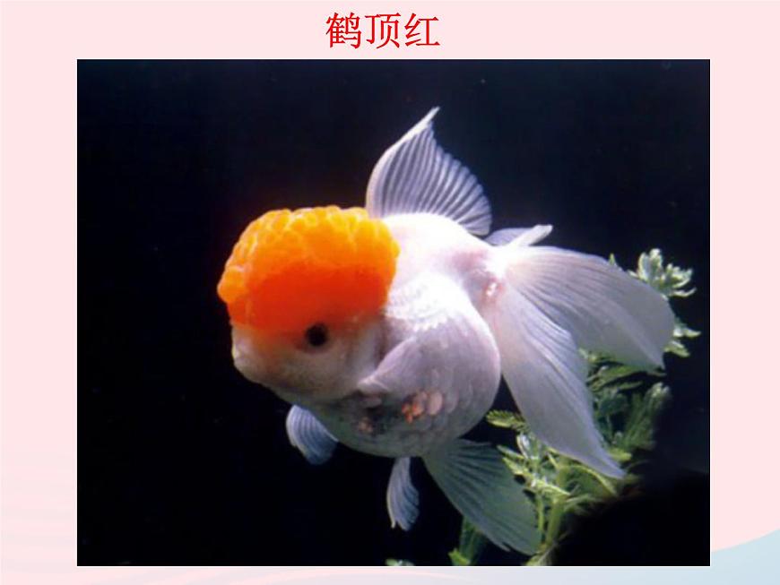 三年級(jí)科學(xué)上冊(cè)2.6《金魚》課件（5）教科版第6頁