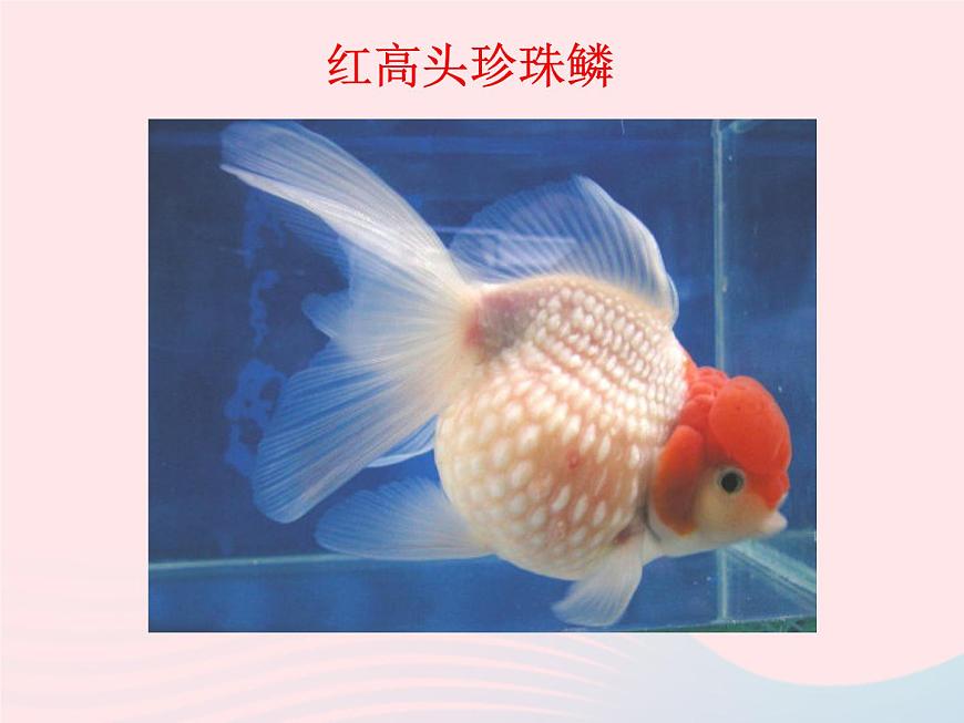 三年級(jí)科學(xué)上冊(cè)2.6《金魚》課件（5）教科版第7頁