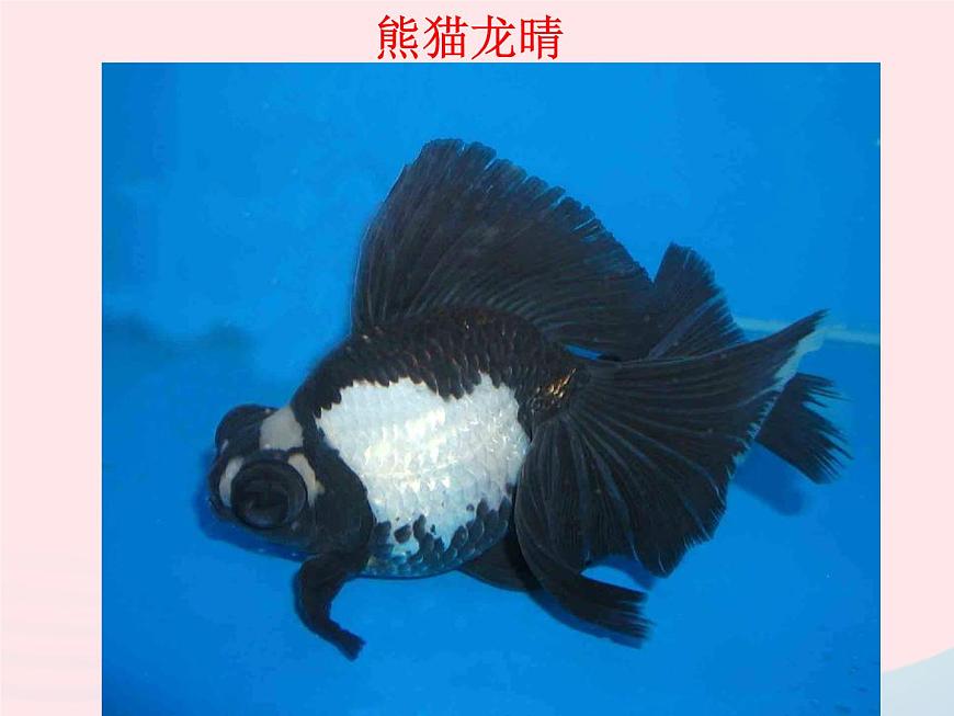 三年級(jí)科學(xué)上冊(cè)2.6《金魚》課件(5)教科版第8頁