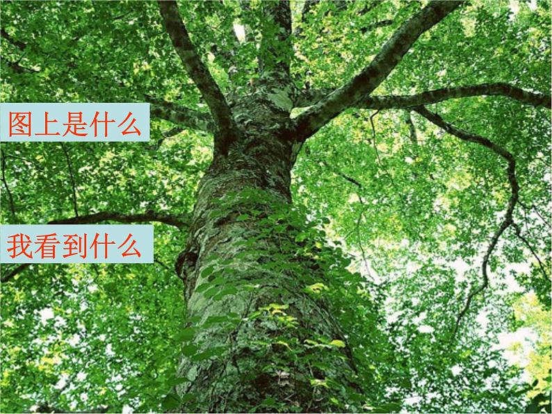 三年级科学上册1.1《我看到了什么》课件(1)教科版02