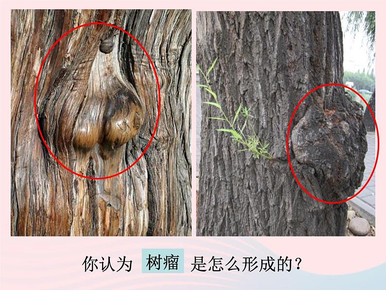 三年级科学上册1.1《我看到了什么》课件(1)教科版04