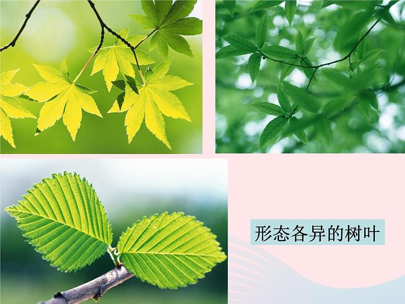 三年级科学上册1.1《我看到了什么》课件(1)教科版06