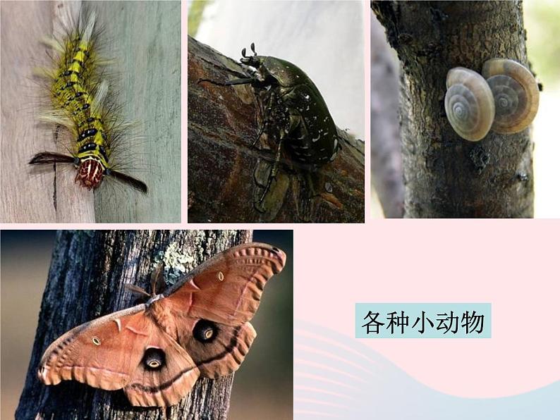 三年级科学上册1.1《我看到了什么》课件(1)教科版07