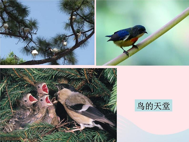 三年级科学上册1.1《我看到了什么》课件(1)教科版08