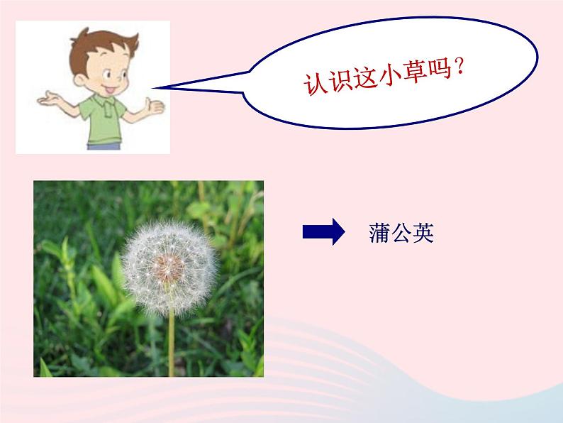 三年级科学上册1.3《大树和小草》课件(2)教科版02