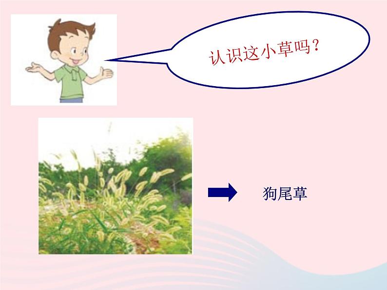 三年级科学上册1.3《大树和小草》课件(2)教科版04