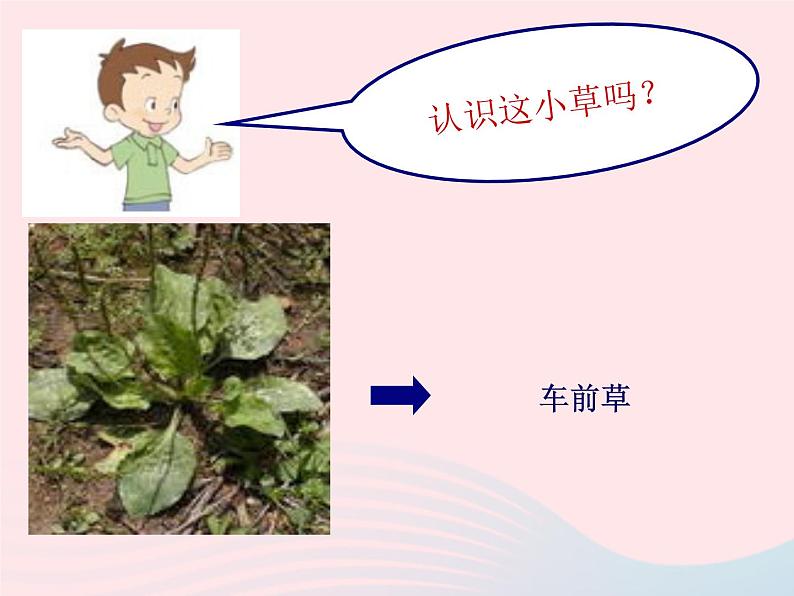 三年级科学上册1.3《大树和小草》课件(2)教科版05