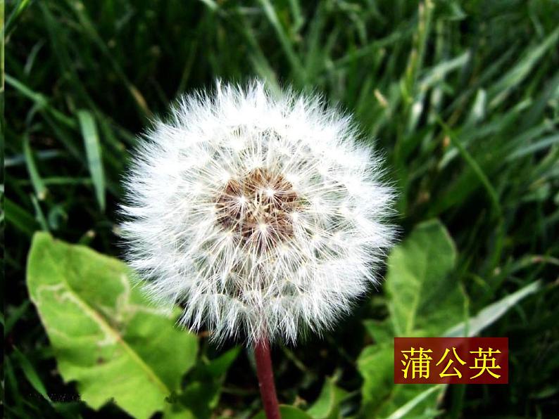 三年级科学上册1.3《大树和小草》课件(2)教科版06