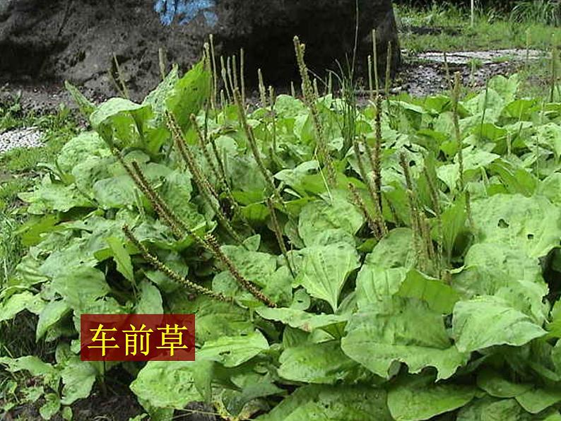 三年级科学上册1.3《大树和小草》课件(2)教科版07
