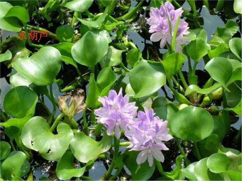 三年级科学上册1.4《水生植物》课件(5)教科版03