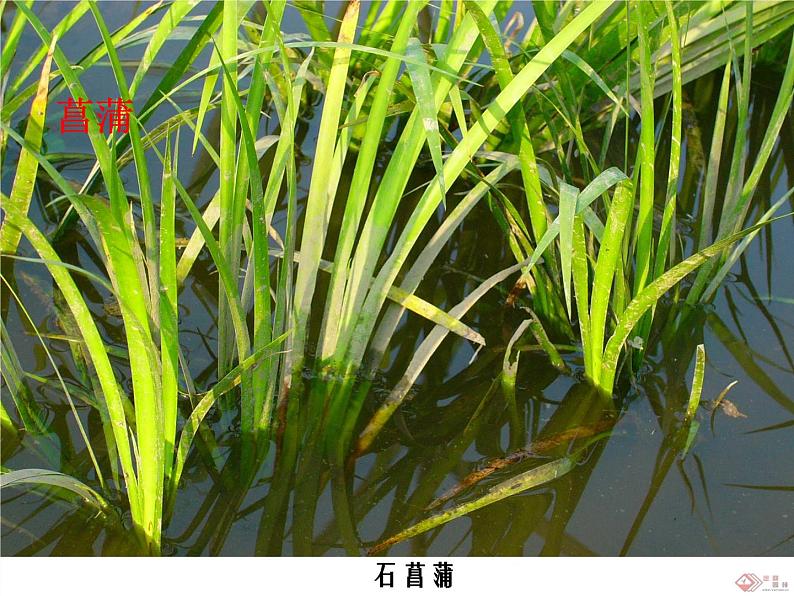 三年级科学上册1.4《水生植物》课件(5)教科版08