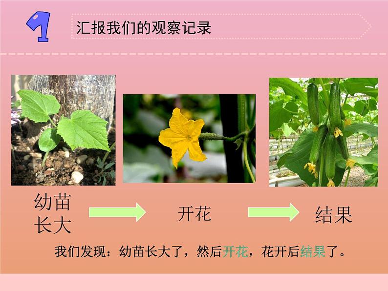 三年级科学下册第一单元植物的一生4植物结果了课件1苏教版第5页