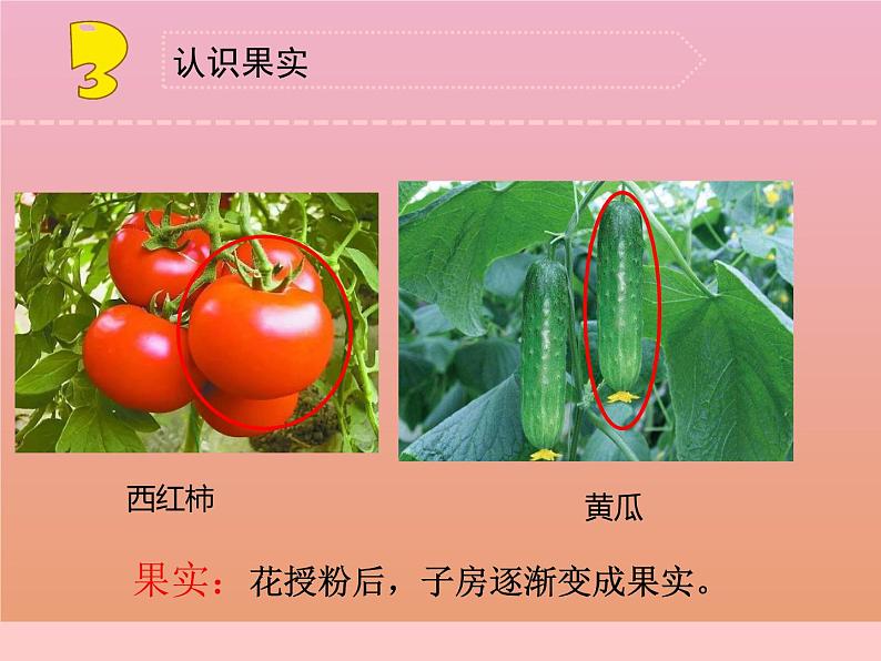 三年级科学下册第一单元植物的一生4植物结果了课件1苏教版第7页