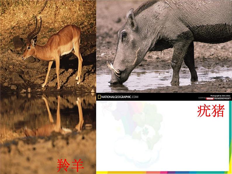 (首师大版)三年级上册科学课件-11 水和生命05