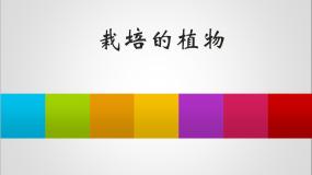 小学科学首师大版三年级上册3.栽培的植物授课课件ppt