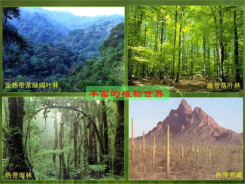 (首师大版)三年级上册科学课件-2 植物世界04