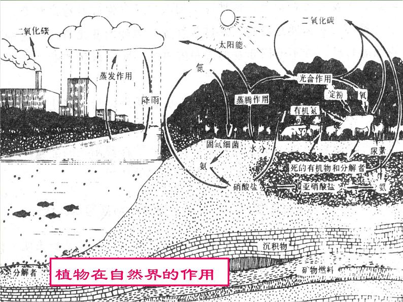 (首师大版)三年级上册科学课件-2 植物世界07