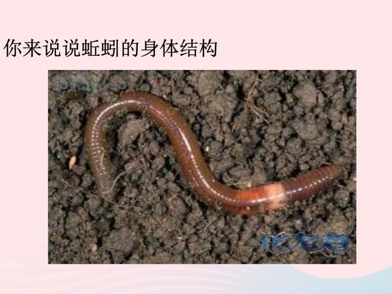 小学科学冀教版三年级上册4 蚯蚓教学演示课件ppt