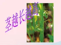 茎越长越高PPT课件免费下载