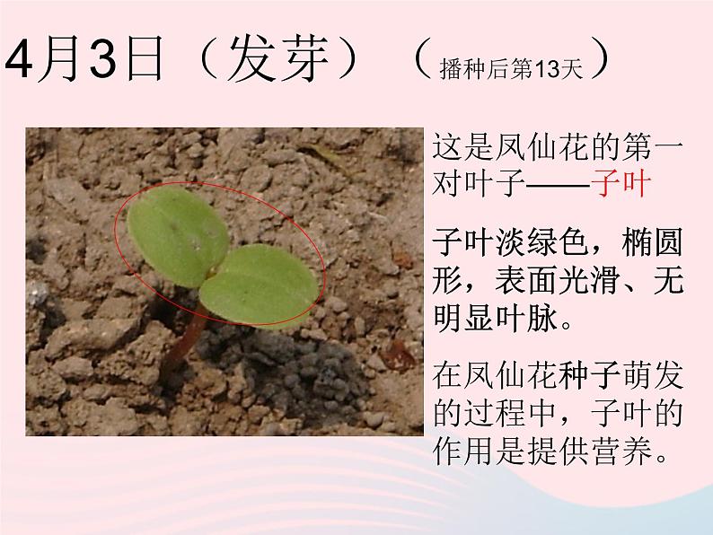 种子变成了幼苗PPT课件免费下载07